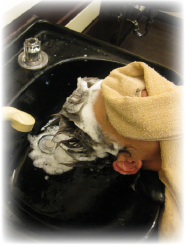 �V�����v�[�̎ʐ^